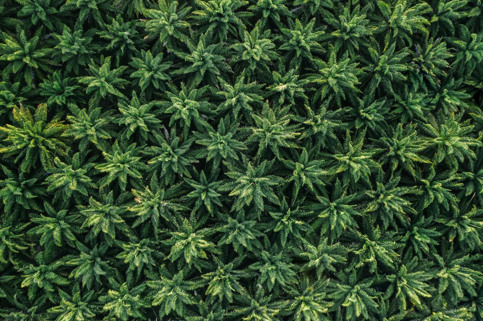 A mesmerizing aerial shot showcasing dense palm trees from above, highlighting natural patterns and textures.