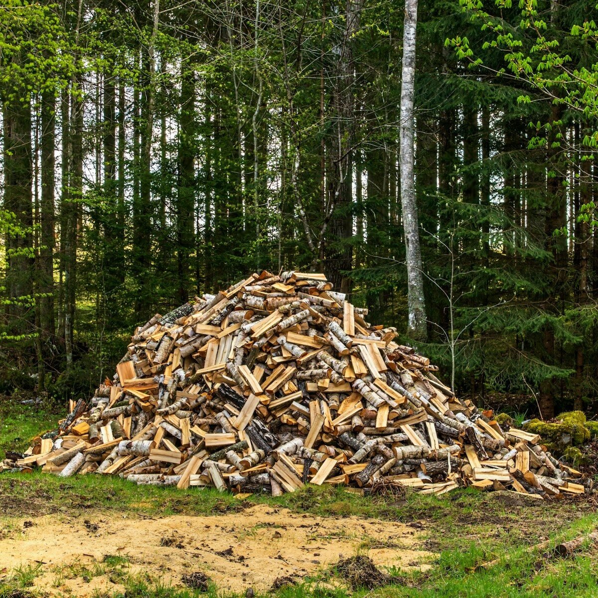 a pile of wood sitting in the middle of a forest